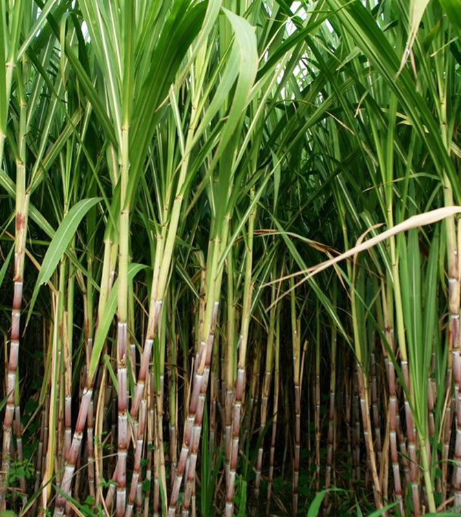 Сахарный тростник в россии. Сахарный тростник в Египте. Сахарный тростник культивируемый. Плантации сахарного тростника. Тростник в Африке.